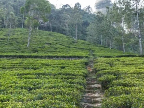 Private Nuwara Eliya Day Tour from Kandy with Pick up
